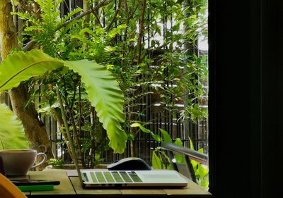 Trees seen through window