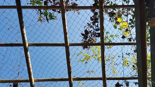 full frame, glass - material, backgrounds, window, fence, pattern, chainlink fence, safety, protection, metal, transparent, bird, day, built structure, no people, metal grate, sky, outdoors, building exterior, close-up