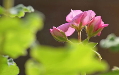 Close-up of pink flowering plant