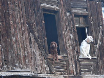Dogs-looking from the window the photo has been taken in goynuk town-bolu,turkey
