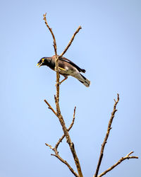 Low angle view of bird perching on branch against sky