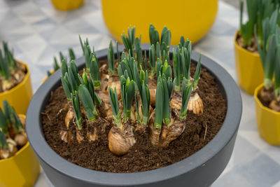 High angle view of potted plants on table