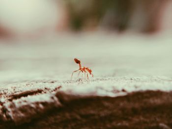 Close-up of insect