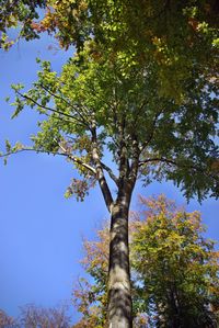 Low angle view of tree against sky