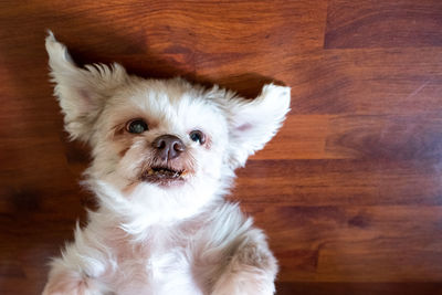 Portrait of white dog