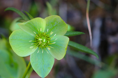 Close-up of flowering plant