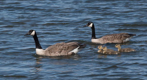 Ducks swimming in lake