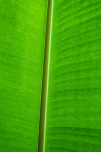 Full frame shot of green leaf