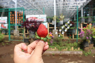 Cropped hand holding strawberry against green house