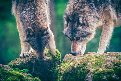 Two grey wolf also known as timber wolf watching a prey in the forest. photography taken in france