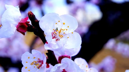 Close-up of cherry blossom