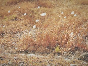 High angle view of dry grass on land