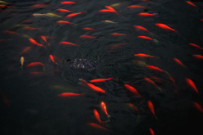 View of koi carps swimming in pond