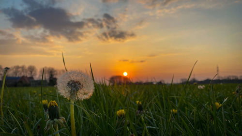 Close-up of dandelion on field against sky during sunset