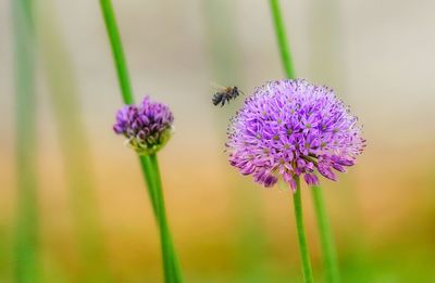 Close-up of bee pollinating on purple flower