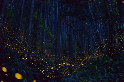 Full frame shot of tree trunk in forest