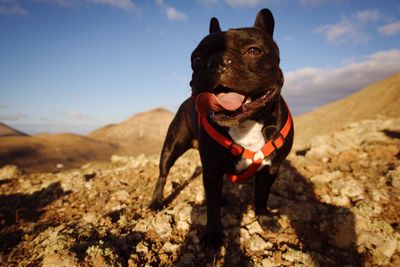 Dog looking away