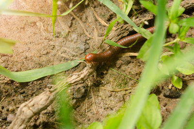 Close-up of snail on leaf