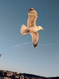 Low angle view of seagull flying against clear blue sky