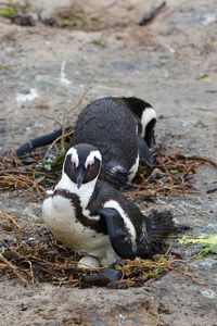 Penguin colony - boulder's beach - south africa