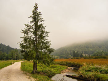 Dirt road amidst pine trees against sky