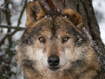 Close-up portrait of dog during winter