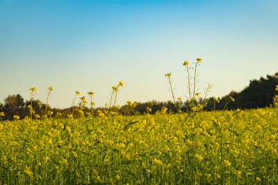 Scenic view of oilseed rape field against sky