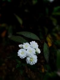 Close-up of white flowers blooming outdoors