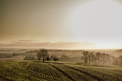 Scenic view of agricultural field against sky