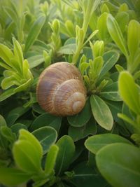 Close-up of snail on plant