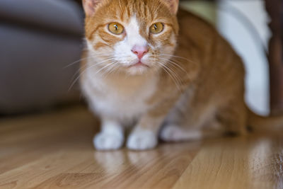 Close-up portrait of cat on table