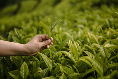 Cropped hand of woman holding plant