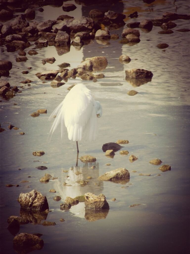 bird, animal themes, water, wildlife, animals in the wild, rock - object, nature, white color, high angle view, day, no people, rock, beauty in nature, outdoors, seagull, white, tranquility, motion, sunlight, shore