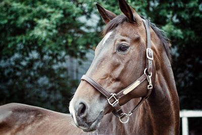 Close-up of horse looking away while standing at barn