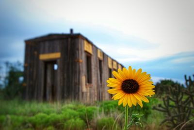 Yellow flower on field against sky