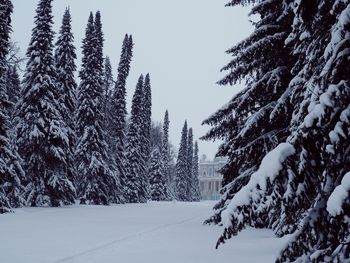 Snow covered pine trees in forest against sky