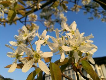 Low angle view of flower tree against sky