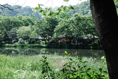 Scenic view of lake in forest