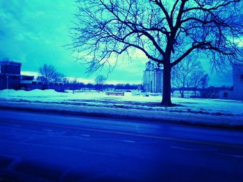 Bare trees on road against sky