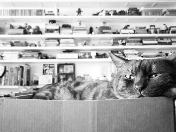 Portrait of cat relaxing on floor