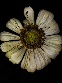 Close-up of dirty flower against black background