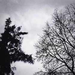 Low angle view of bare trees against sky