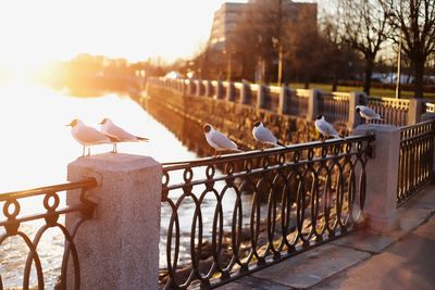 Seagulls perching on railing