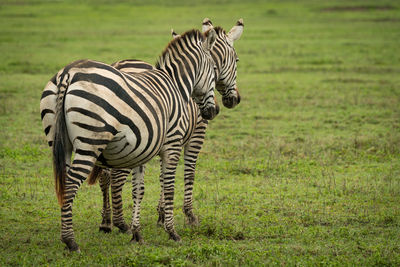 Zebras standing on grassy field