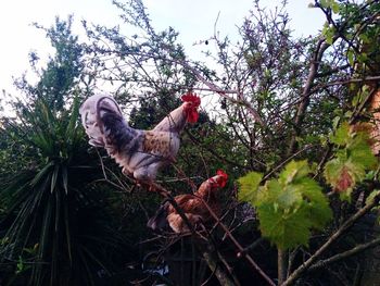 Low angle view of rooster on tree against sky