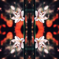 Close-up of white flowering plant