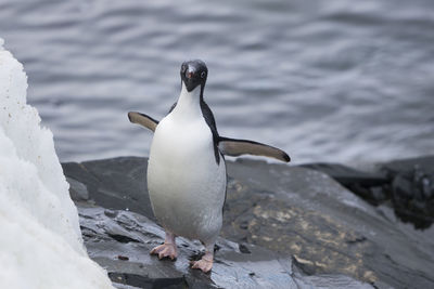 Adelie  penguin antarctica at hope bay on trinity peninsula, on the antarctic peninsula.