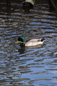 Duck swimming in lake