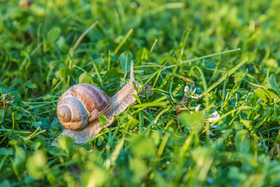 Helix pomatia, roman snail, burgundy snail, edible snail or escargot in the garden with sunset light
