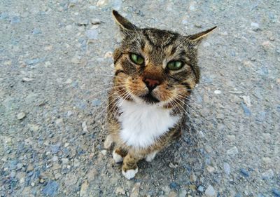 Close-up portrait of tabby cat